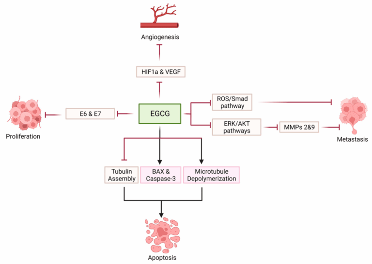 Tea's Role in Cancer Prevention